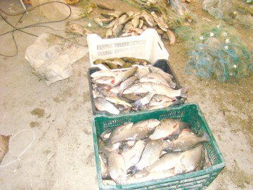 Peşte fără documente, confiscat la Isaccea